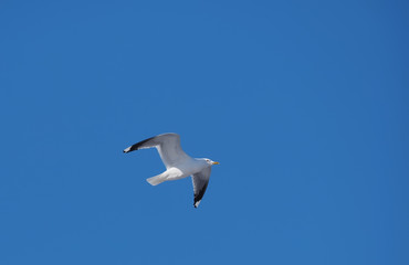 Seagulls in flight