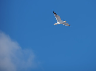 Seagulls in flight
