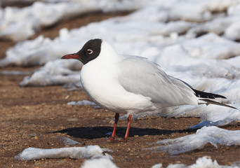 Gull on the river bank