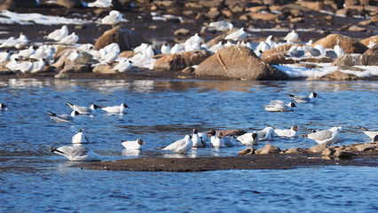 Drake fight on the river