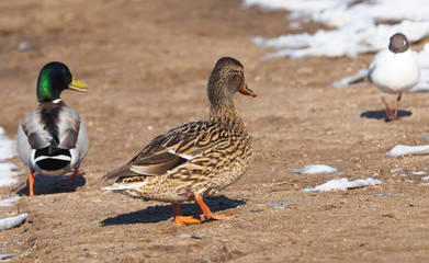 Ducks on the river