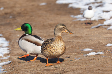 Ducks on the river