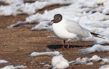 Gull on the river bank