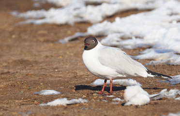 Gull on the river bank