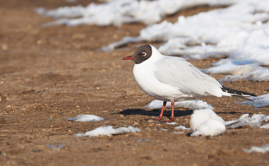 Gull on the river bank