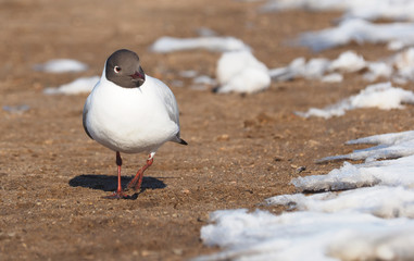 Gull on the river bank