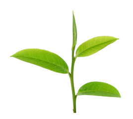 leaves Fresh green tea with drops of water