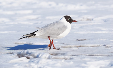 Gull on the river bank