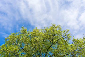 Fototapeta na wymiar Blühender Baum im Frühling