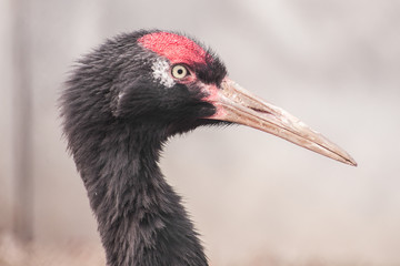 Black red Crowned crane