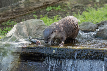 Brown otter looking away from the camera