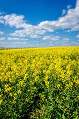 Yellow rapeseed flowers on field with blue sky and clouds