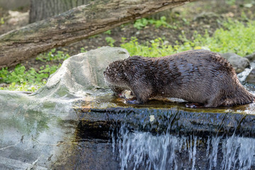 Brown otter looking away from the camera