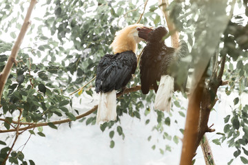 close up of a hornbill tropical bird,Bucerotidae