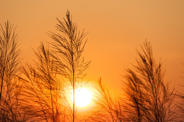 Silhouette of reeds grass,on the background of the sunset.