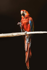 Vertical photos Ara macao perched on a branch against a dark background © stogov