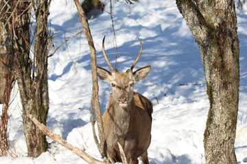 Surprisingly Young deer looking at an unknown object in winter