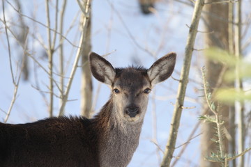 Young female deer watching an unknown object in winter