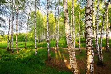 Gardinen summer in sunny birch forest © janbussan