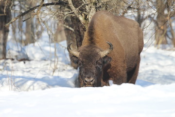 The dangerous attitude of the majestic European bison in winter on a close-up