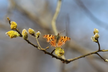 Beautiful orange butterfly with jagged wings on a spring tree