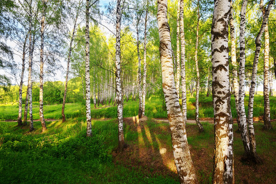 Fototapeta summer in sunny birch forest