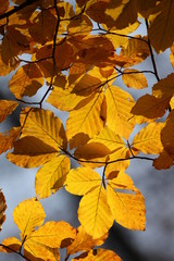 Golden autumn beech leaves in the sun