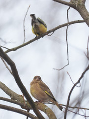 Bird of green (Carduelis chloris) on a tree