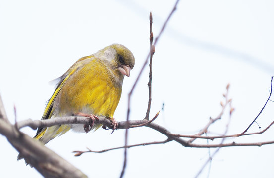 Bird of green (Carduelis chloris) on a tree
