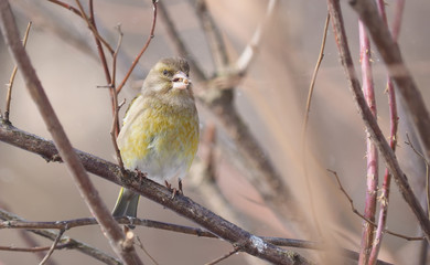 Bird of green (Carduelis chloris) on a tree