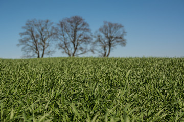Fototapeta na wymiar Monoculture wheat field - winter crops.