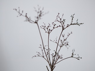 dry grass on a light background