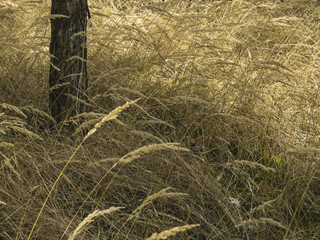 Dry grass in the woods