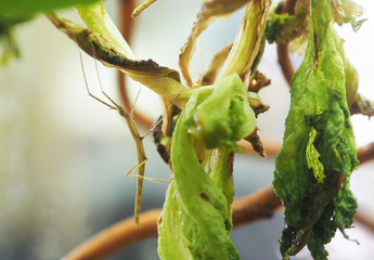 Indian stick insect in the insectarium