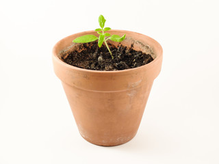 Organic tomato plant