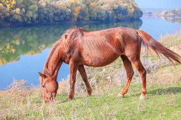Naklejka na ściany i meble chestnut horse on the riverside