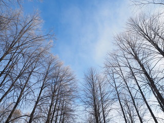 Trees in the snow. Park in winter