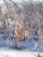 Maple seeds on a branch in winter