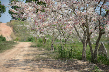 Cassia bakeriana pink flower tree tunnel in spring summer season in thailand