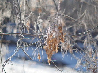 Maple seeds on a branch in winter