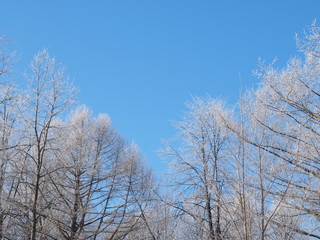 Fototapeta na wymiar Trees in the snow. Park in winter