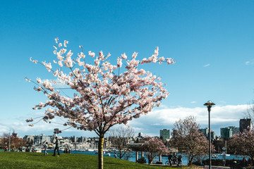 Naklejka premium Cherry Trees at Downtown Vancouver, BC, Canada