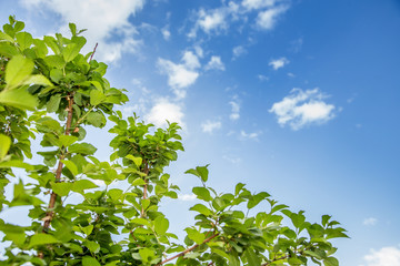 Green leaf on blue sky background with white soft cloud