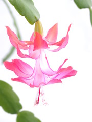 Flowers of a whitberger on a white background