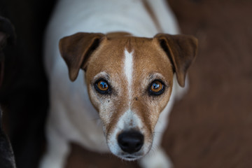 Close up face of a mature Jack Russell Terrier. Canis Lupus Familiaris.