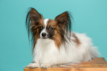 Studio portrait of a small yawning puppy Papillon