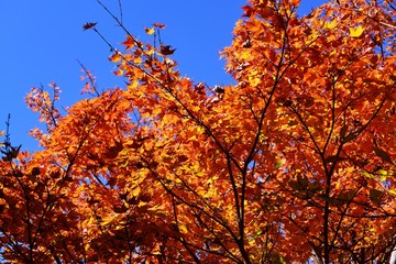 秋のくじゅう連山