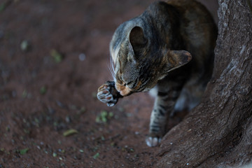 Domestic short-haired cat. Tri-colour tabby cat.
