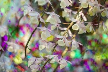 Dendrobium aphyllum