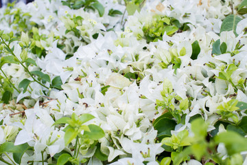 Beautiful white bougainvillea in the garden close up.